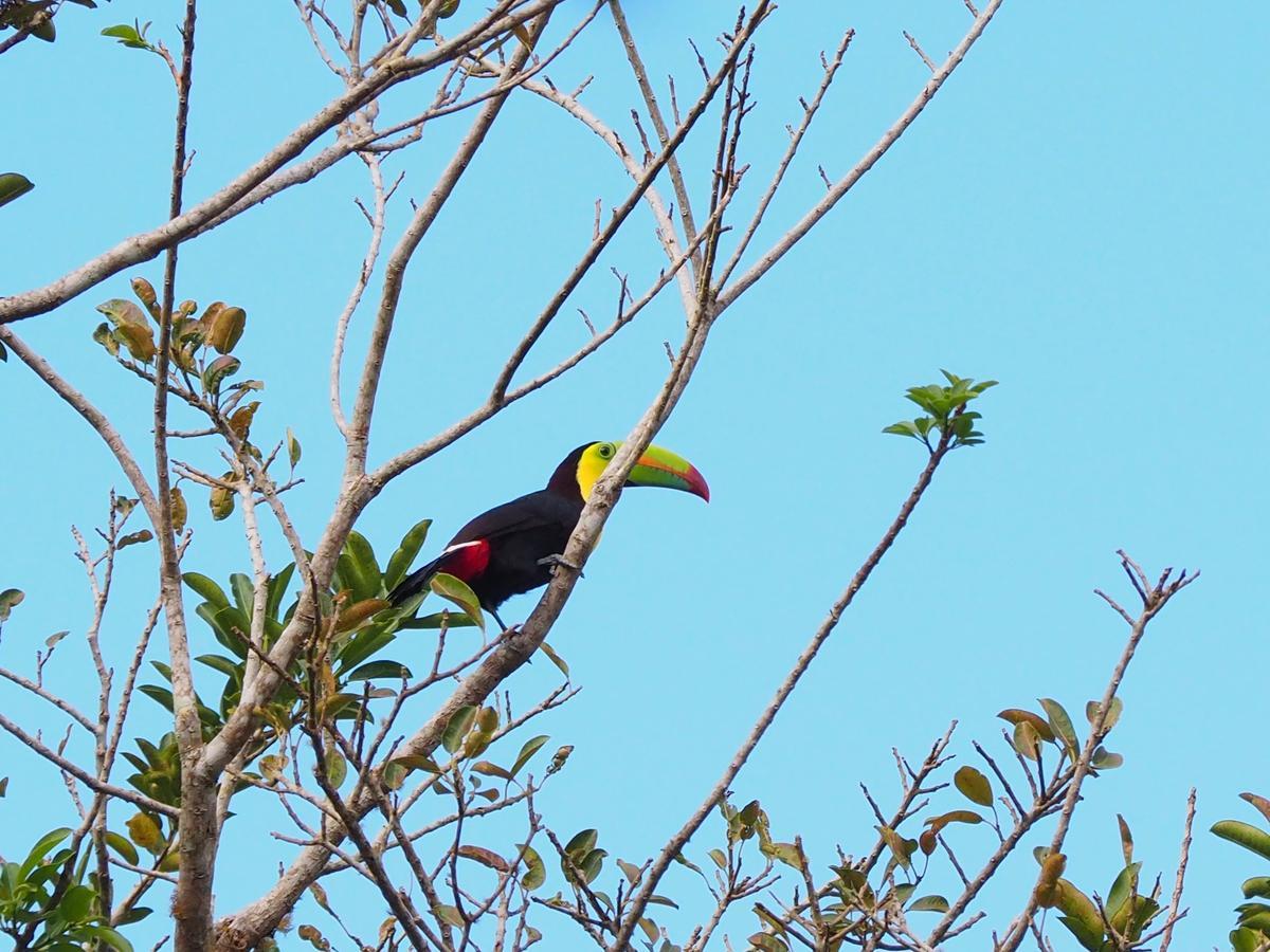 Paraiso Volcano Lodge Guayabo  Zewnętrze zdjęcie