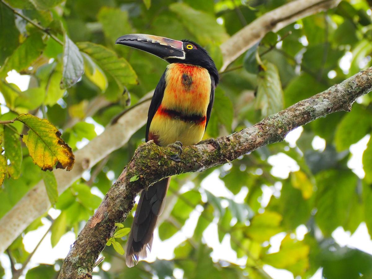 Paraiso Volcano Lodge Guayabo  Zewnętrze zdjęcie