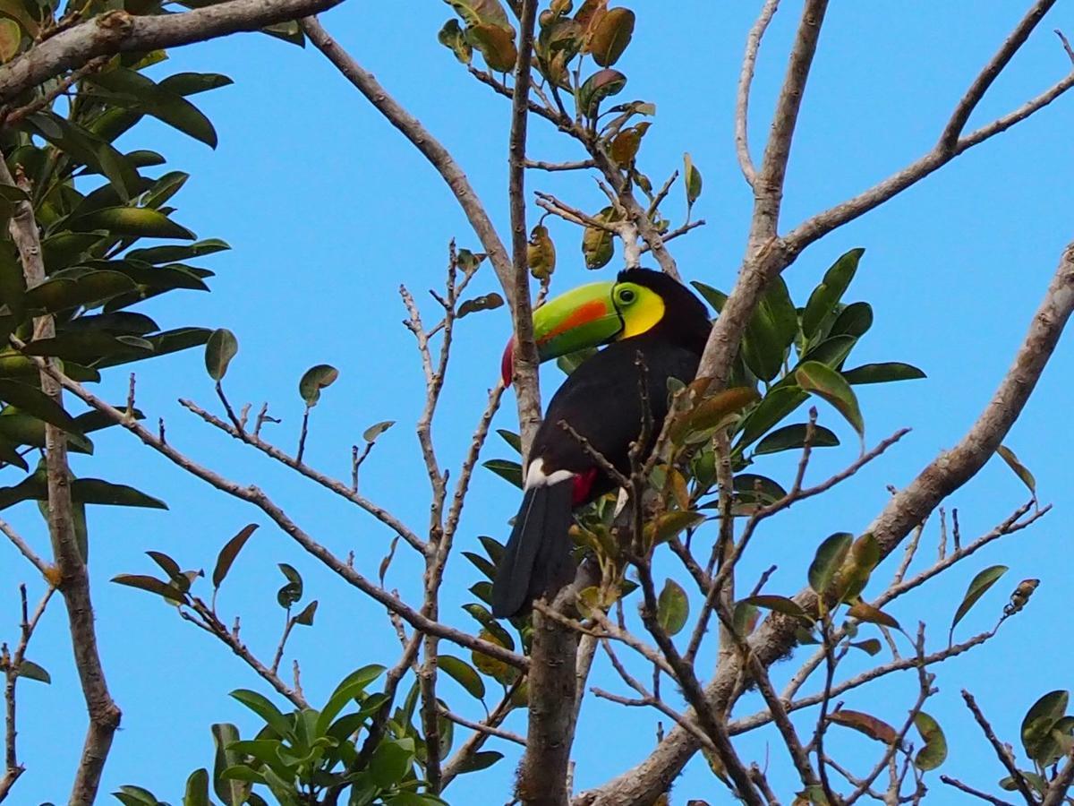 Paraiso Volcano Lodge Guayabo  Zewnętrze zdjęcie