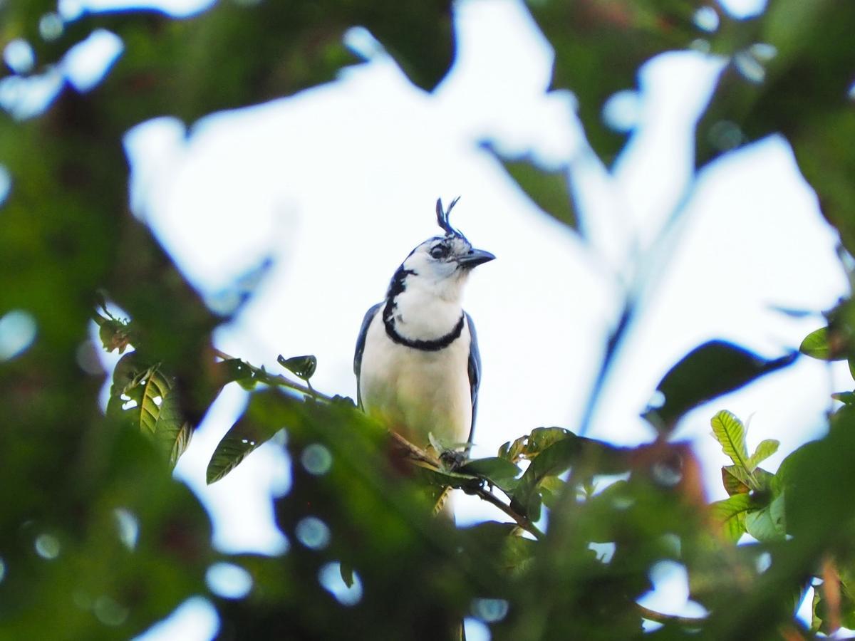 Paraiso Volcano Lodge Guayabo  Zewnętrze zdjęcie