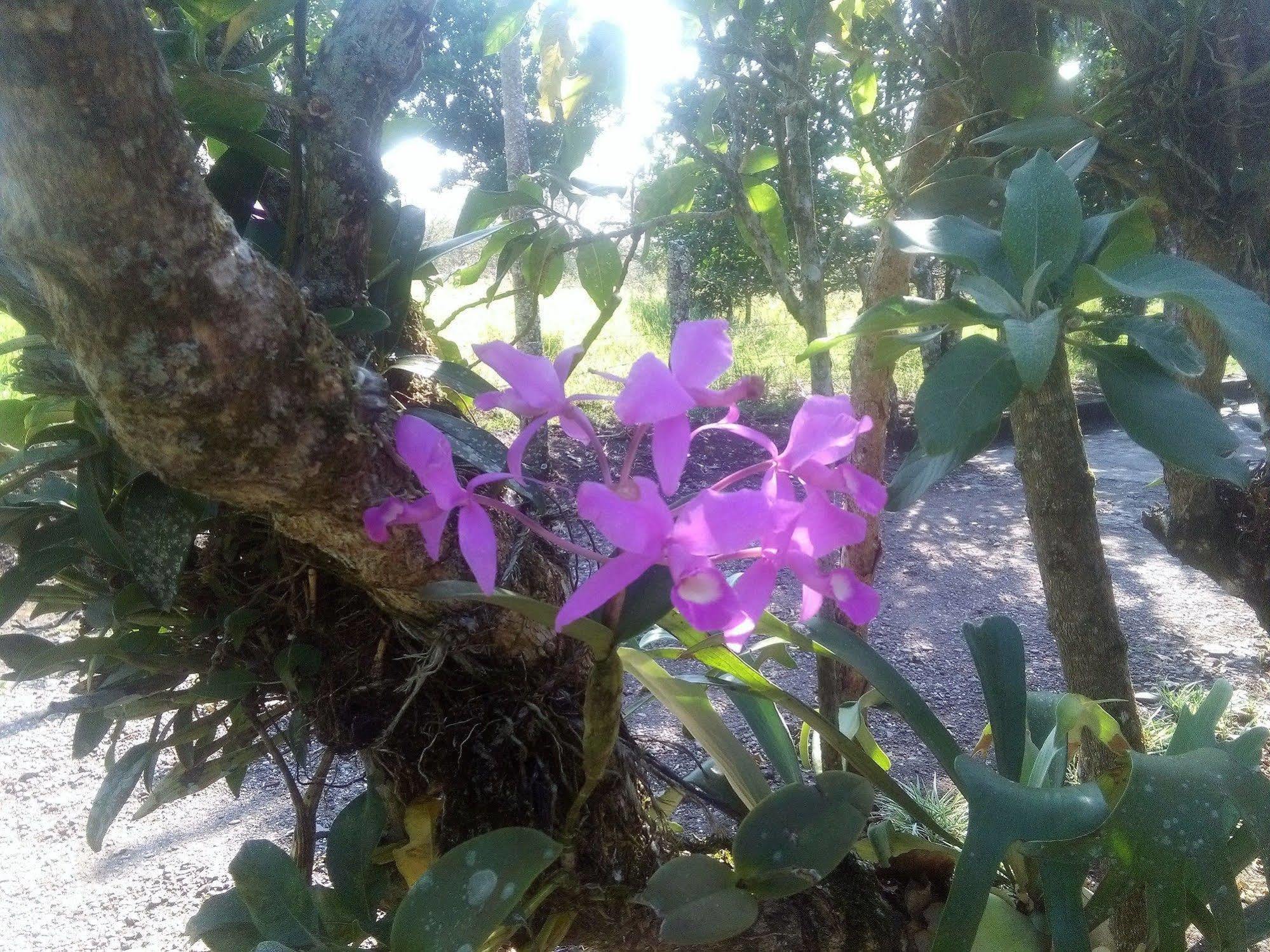Paraiso Volcano Lodge Guayabo  Zewnętrze zdjęcie
